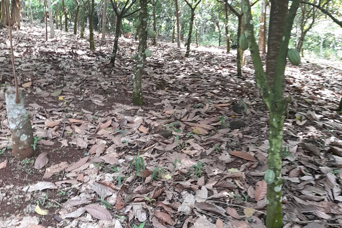 1 Day cocoa farm tour - Key Points to Know Before You Go