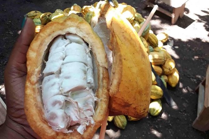 1 Day cocoa farm tour - Leaving Accra at 7:30 a.m.