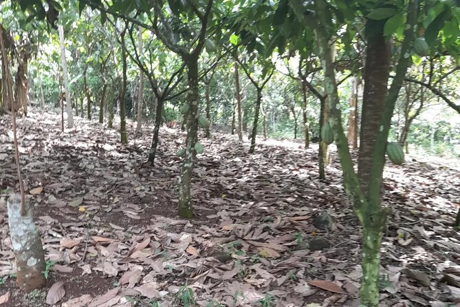 1 Day cocoa farm tour - Lunch, Snacks, and Cocoa Tasting