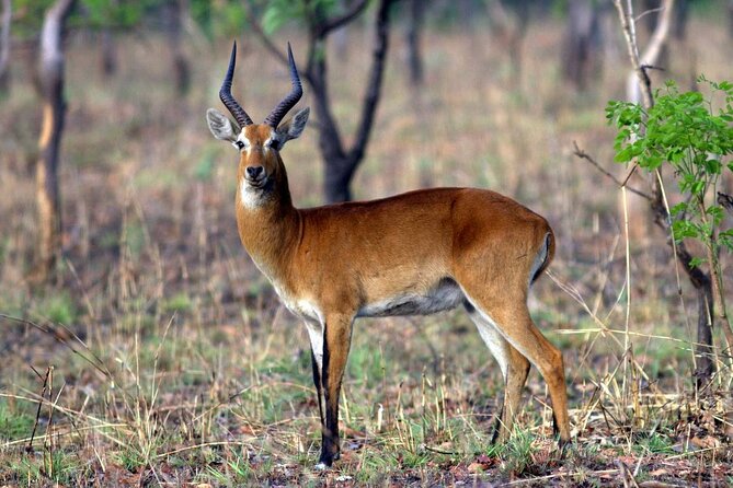 15-Day Ghana Wildlife Private Tour - What this Ghana wildlife trip is really about