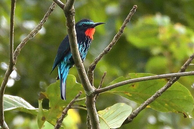 15-Day Ghana Wildlife Private Tour - Ankasa Conservation Area: remote rainforest and comfortable camp
