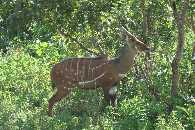 15-Day Ghana Wildlife Private Tour - New Edubiase turns wildlife watching into conservation work