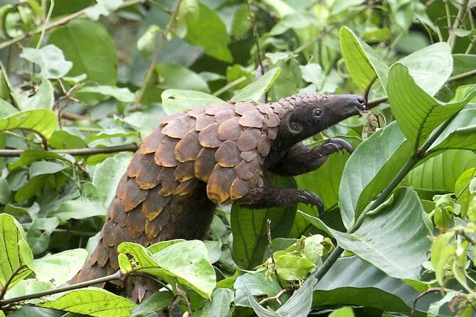 15-Day Ghana Wildlife Private Tour - The long return to Accra is handled sensibly