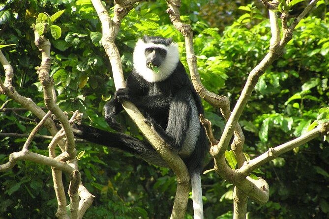 15-Day Ghana Wildlife Private Tour - Arrival near Accra and the first look at Shai Hills