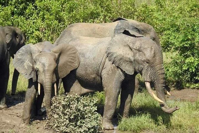 2 Days (1 night) Elephants Safari at Mole Park with Round - trip flights - Key things to know before booking