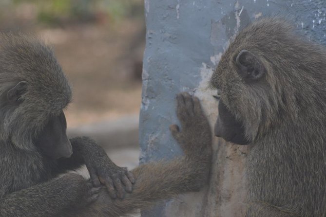 2 Days (1 night) Elephants Safari at Mole Park with Round - trip flights - Lunch at the viewing point