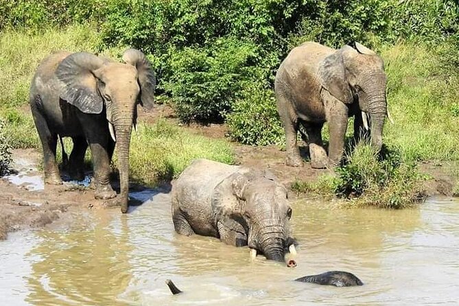 2 Days (1 night) Elephants Safari at Mole Park with Round - trip flights - The morning walking safari
