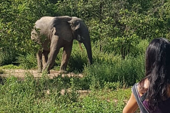 2 Days (1 night) Elephants Safari at Mole Park with Round - trip flights - The return to Tamale and Accra