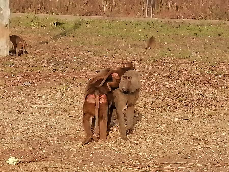 3 Days Elephant Safari at Mole Park with round trip flights - Key points to know before booking