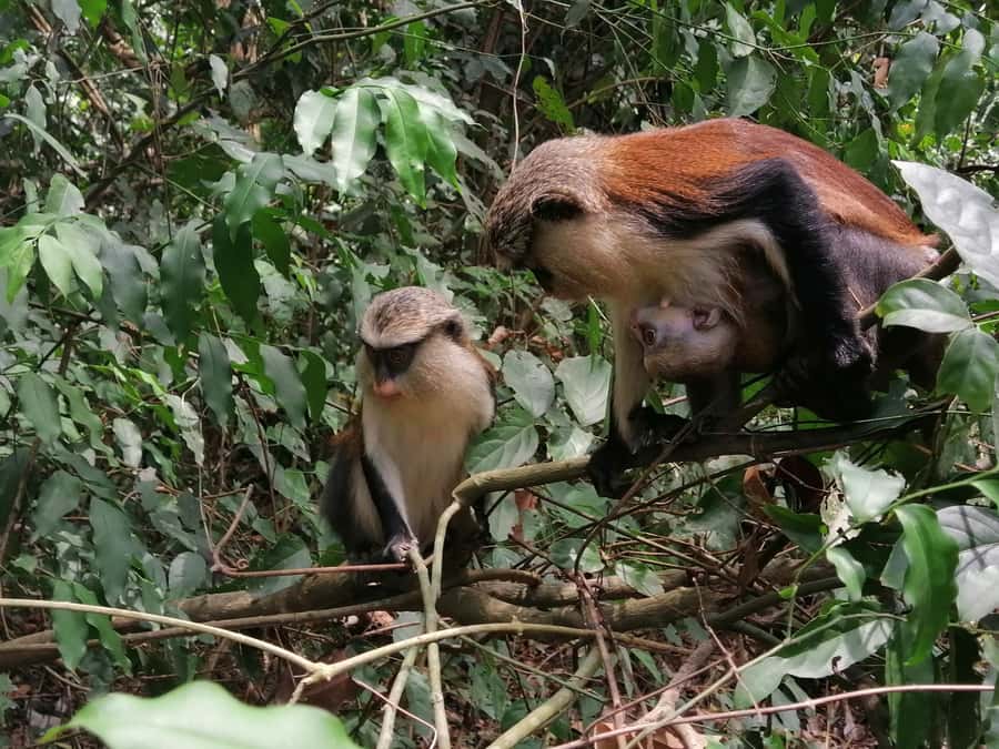 3 Days Elephant Safari at Mole Park with round trip flights - Larabanga Mosque and an important expectation