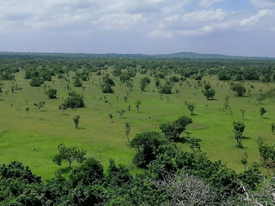 3 Days Elephant Safari at Mole Park with round trip flights - Is $1,100 per person fair value?