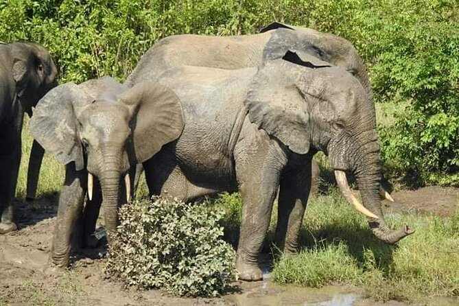 3 Days Elephants Safari at Mole Park with Round - trip flights - Why Mole National Park makes a strong three-day trip
