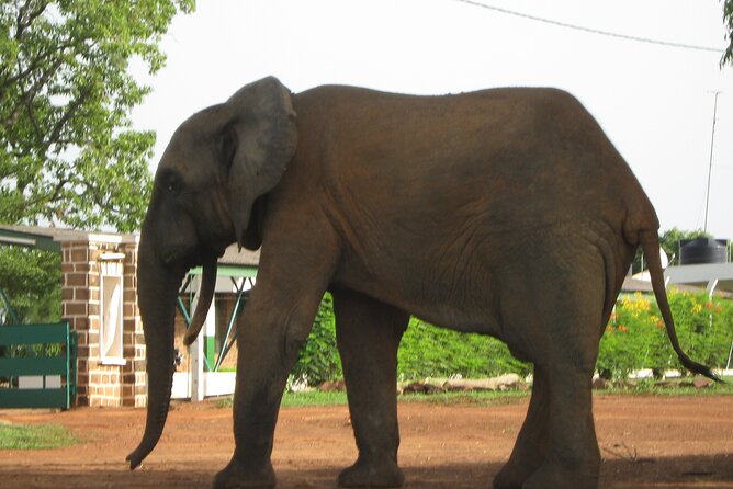 3 Days Elephants Safari at Mole Park with Round - trip flights - Day two: Walking, wildlife, and the eco canoe