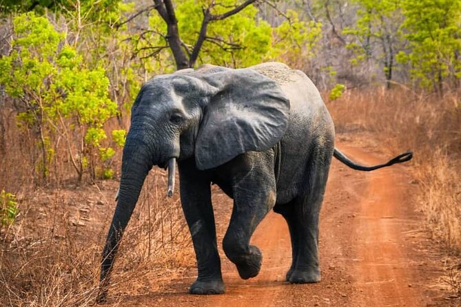 3 Days Sunrise Elephant Safari-Mole Park with -Round Trip Flight - Who will enjoy this safari most?