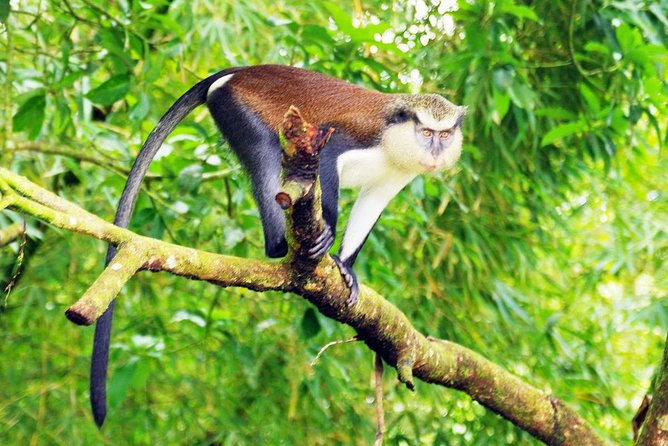 4 Days Cultural and Village Stay Experience - Four details that make this Ghana experience different