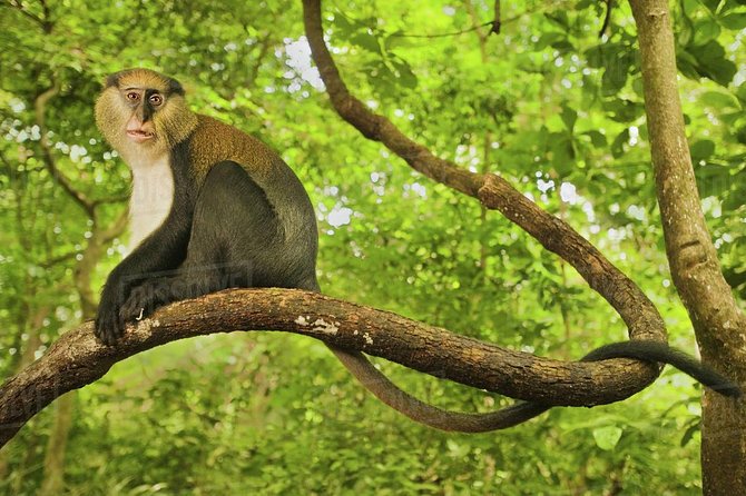 4 Days Cultural and Village Stay Experience - Arriving at Boabeng Fiema and its sacred monkeys