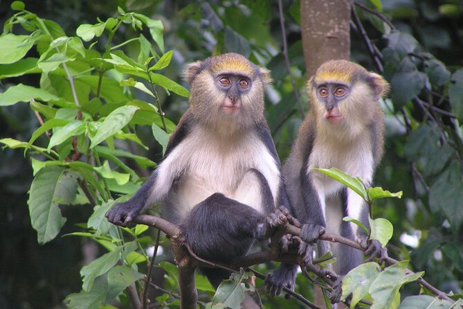 9 Day Ghana Wildlife and Culture Tour - Day 5: Kintampo Falls and a sacred monkey sanctuary