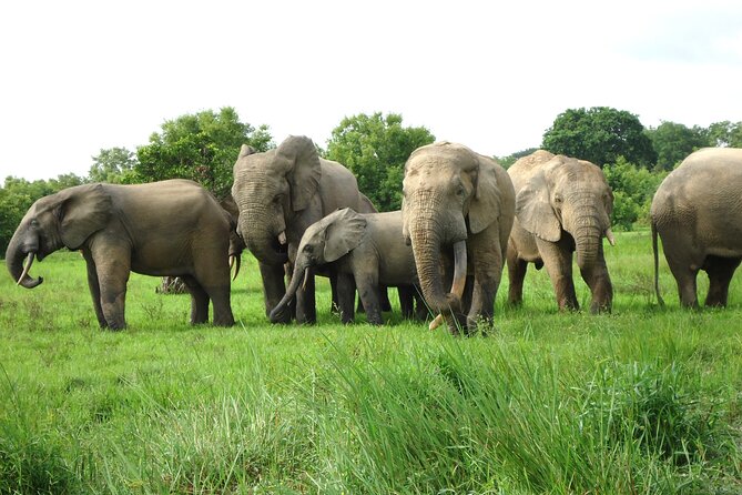 9 Day Ghana Wildlife and Culture Tour - Day 8: Kakum’s canopy and Elmina’s working harbor