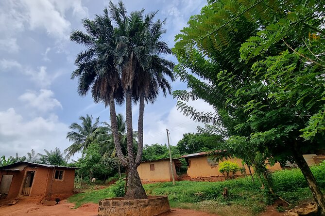 Aburi Botanic Gardens, Boti Falls,Umbrella Rock & Cocoa Farm Tour - Boti’s three-headed palm tree