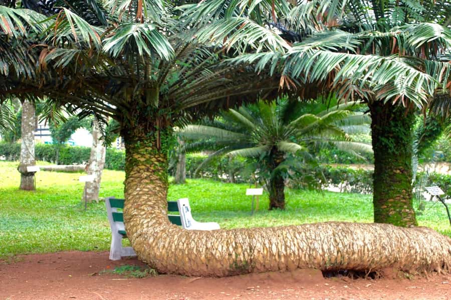 Accra Aburi Eco & Cocoa Experience: Gardens Waterfall &Lunch - Key points to know before booking