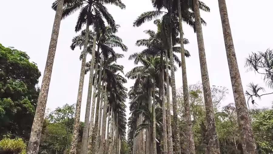 Accra: Eastern Region Waterfalls Tour - Umbrella Rock and the Three-Headed Palm Tree