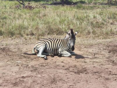 Half day private safari with pick up