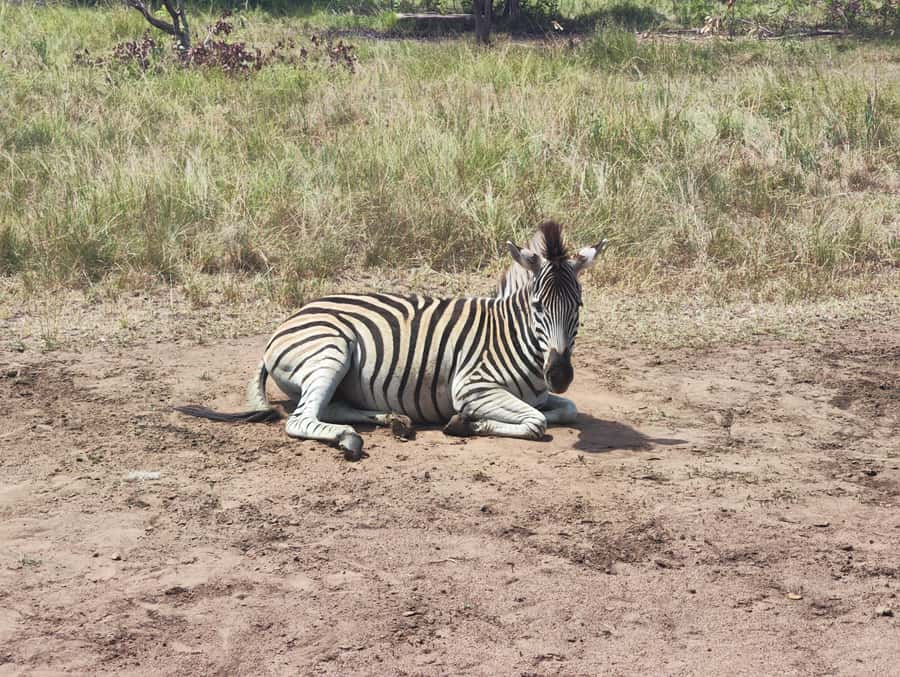 Accra: Half day private safari with pick up - Leaving Accra in a private, air-conditioned vehicle