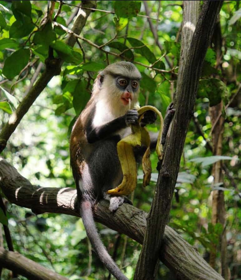 Accra: Tafi Kente Village, Monkey Sanctuary &Wli Waterfalls - A long day from Accra into the Volta Region