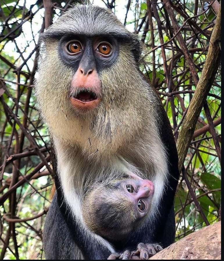 Accra: Tafi Kente Village, Monkey Sanctuary &Wli Waterfalls - Wli Waterfalls and the walk through the forest