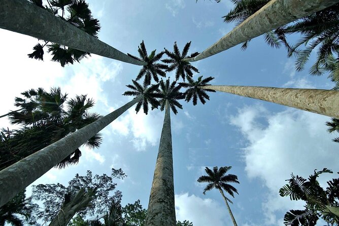 Boti Falls, Umbrella Rock, Aburi Gardens & Cocoa Farm Day Tour - Climbing Umbrella Rock beside the forest