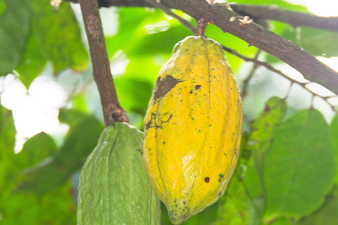 Escape Accra City to Aburi Gardens and Tetteh Quarshie Cocoa Farms - Why this makes a good break from Accra