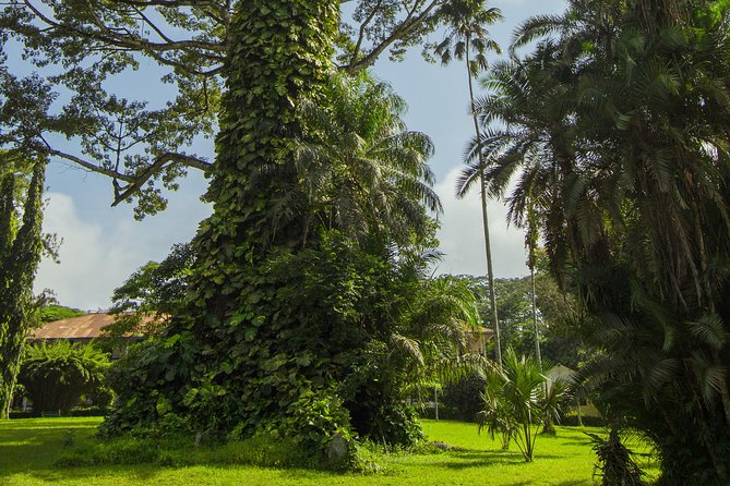 Escape Accra City to Aburi Gardens and Tetteh Quarshie Cocoa Farms - The guides can shape the experience