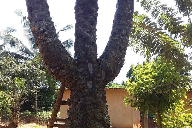 Experience Aburi Botanical Gardens And Boti Water Falls In A Day. - What to pack and how to prepare