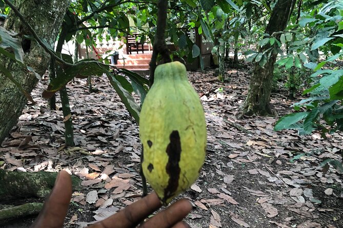 Experience Boti Waterfalls, Aburi Botanical Gardens & Tetteh Quarshie Cocoa Farm - Best Times, Best Shoes, and Small Practical Tips