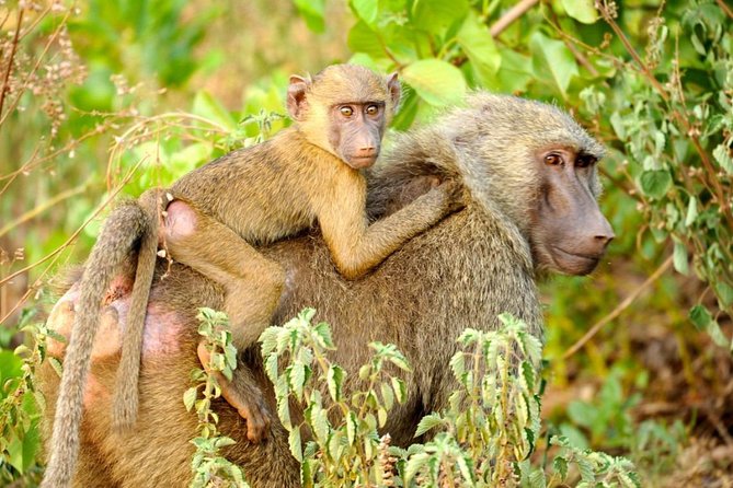 Experience Northern Ghana In 10-Days - Key Points To Know Before You Go