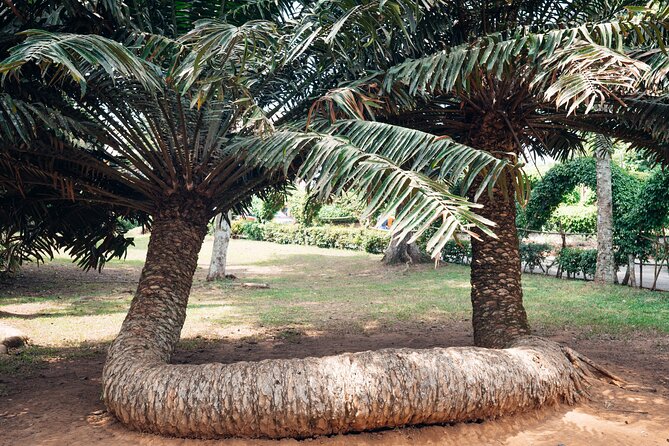 Explore Aburi Botanical Gardens And Boti Falls - A long day made easier by private transport