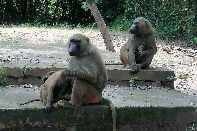 Full-Day Accra Safari and Boat Cruise Private Tour - A smart choice before a night flight
