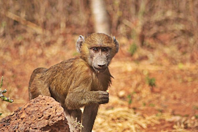 Full-Day Accra Safari and Boat Cruise Private Tour - What to bring and how to pace the day
