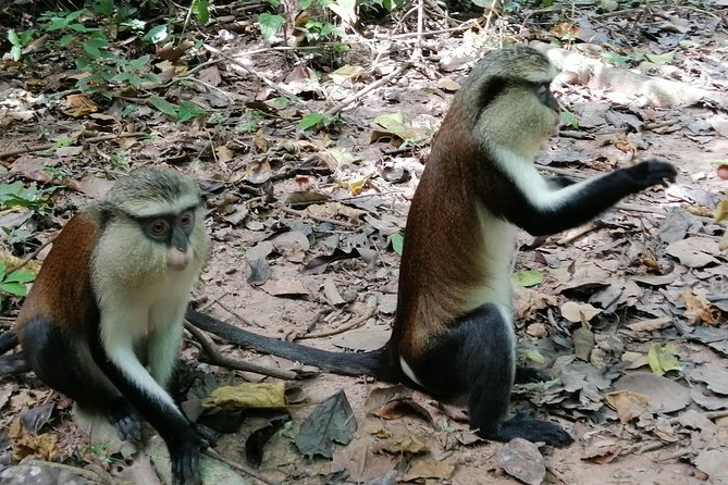 Full-Day Wli water Falls and Monkey Sanctuary Private Tour - The Adomi Bridge and the road into the Volta Region