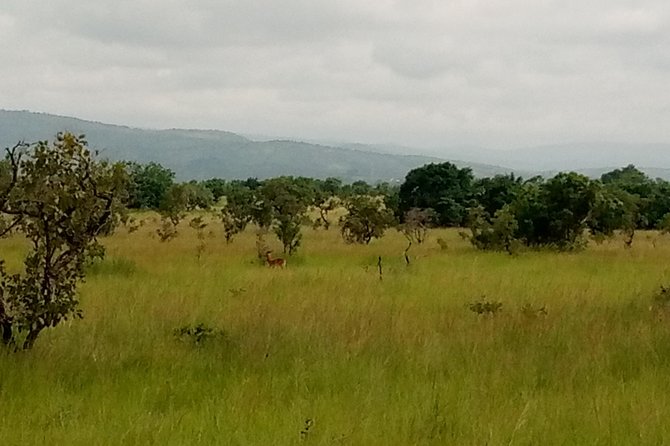 Half-day Accra Safari Tour - Wildlife expectations: keep them realistic