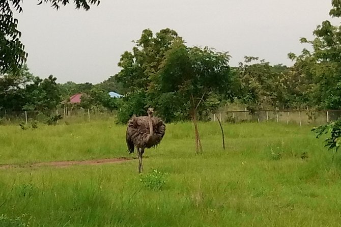 Half-day Accra Safari Tour - Who will enjoy this outing most?