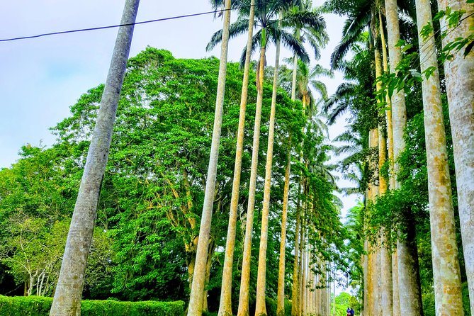 Nature Thrills - Leaving Accra for the Aburi Mountains