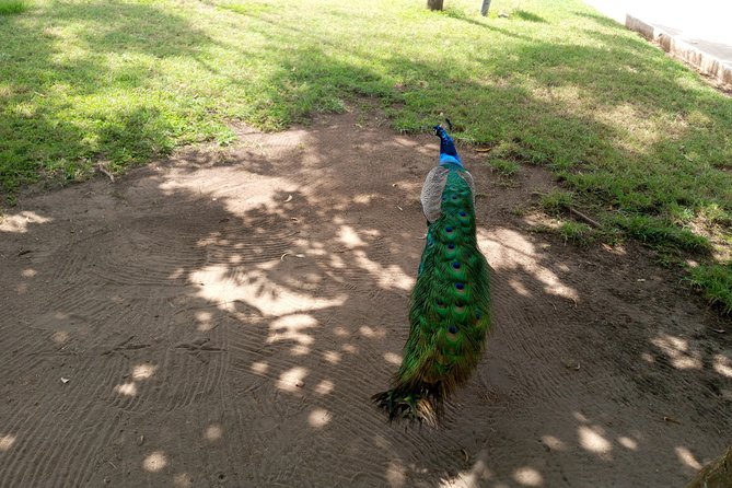 Nature Thrills - Aburi Botanical Gardens: A Cool, Green Introduction