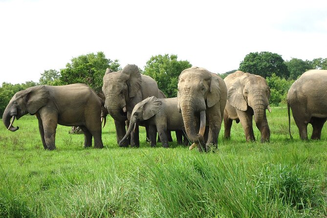 Private Multi-Day Ghana Tour about Culture History and Wildlife - 7 Days - Accra connects national history with daily life