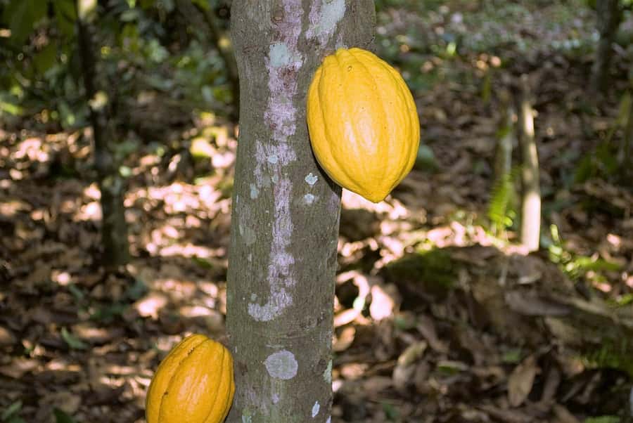 Visit Aburi Garden, Tetteh Quarshie Cocoa Farm & Waterfall - What this one-day Ghana outing is really about