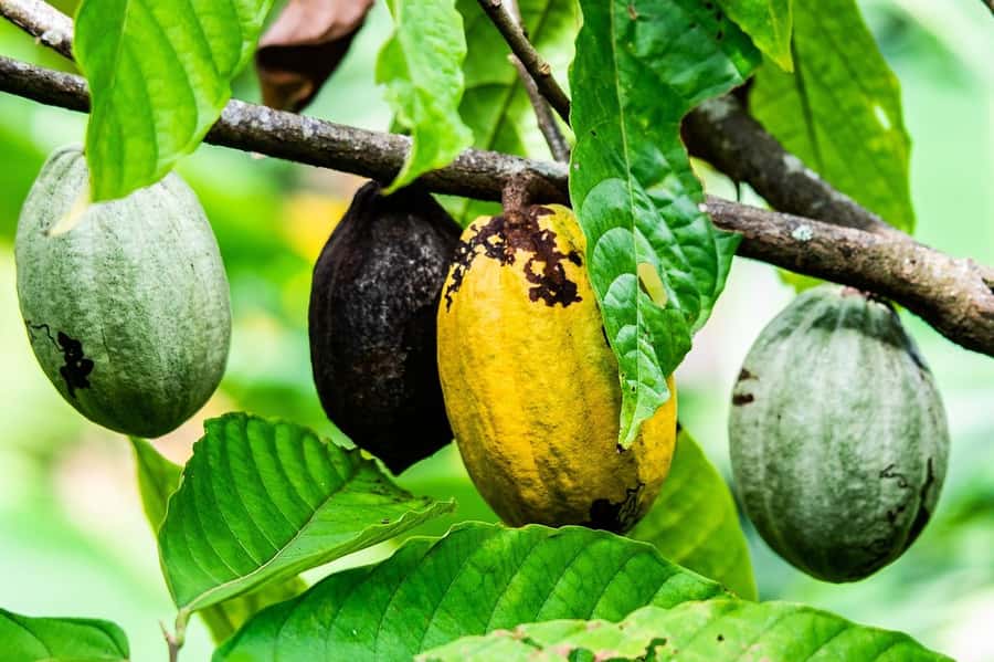 Visit Aburi Garden, Tetteh Quarshie Cocoa Farm & Waterfall - Leaving Accra early for the Aburi Hills